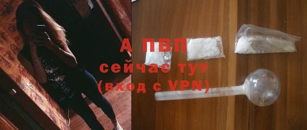 сатива Карпинск