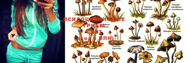 сатива Карпинск